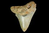Fossil Megalodon Tooth - North Carolina #130043-1